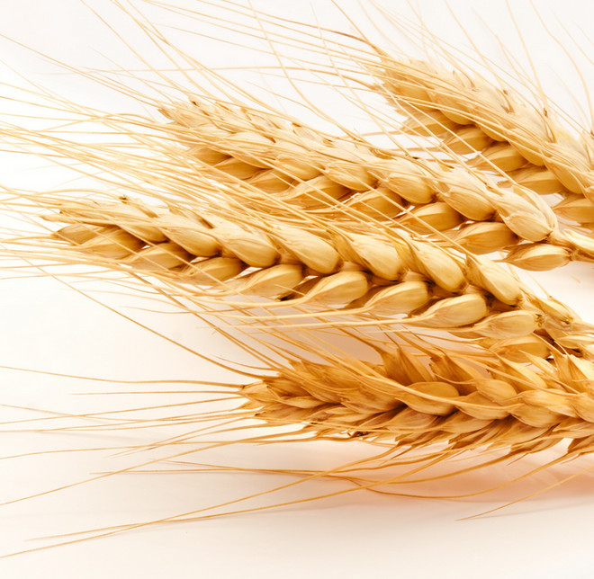 Семена озимой пшеницы Гром, Граф, Еланчик, Классика, Стиль-18
