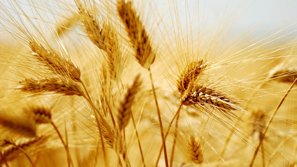 Семена озимой пшеницы Граф